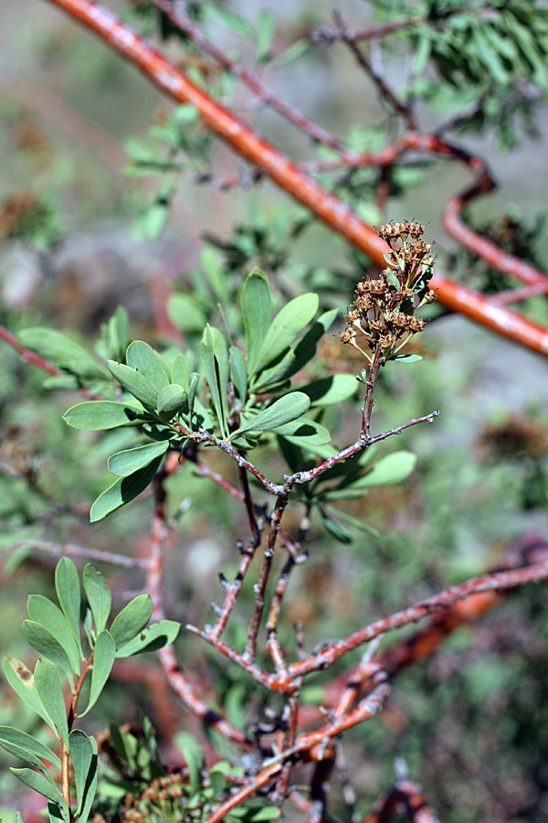 Изображение особи Spiraea hypericifolia.