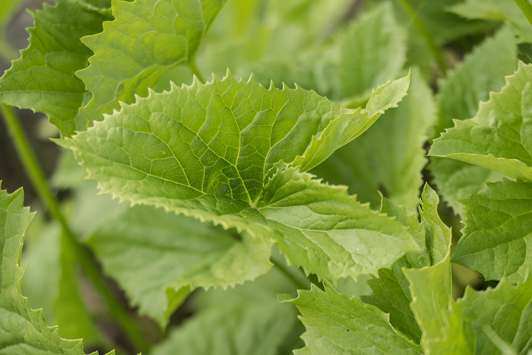 Image of genus Ligularia specimen.