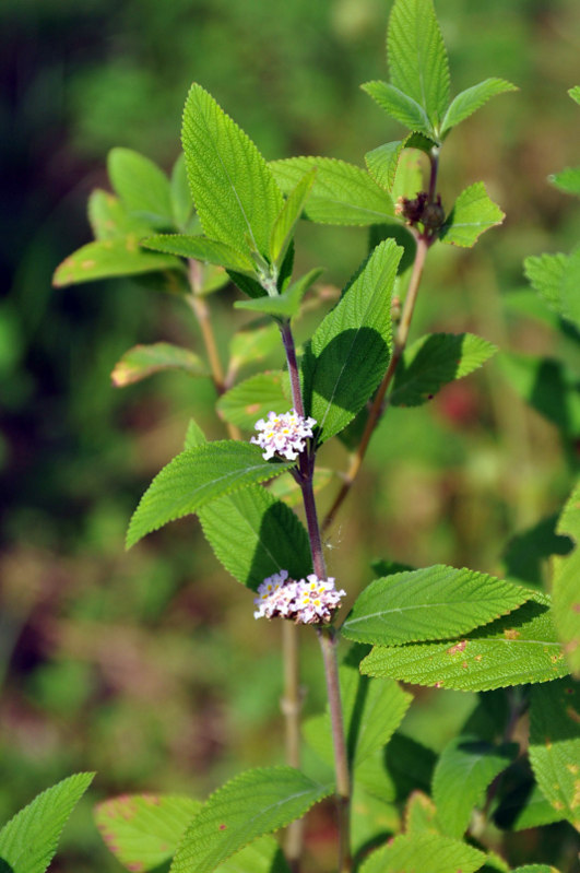 Image of Lippia alba specimen.