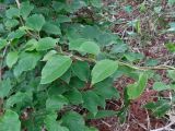 Actinidia arguta