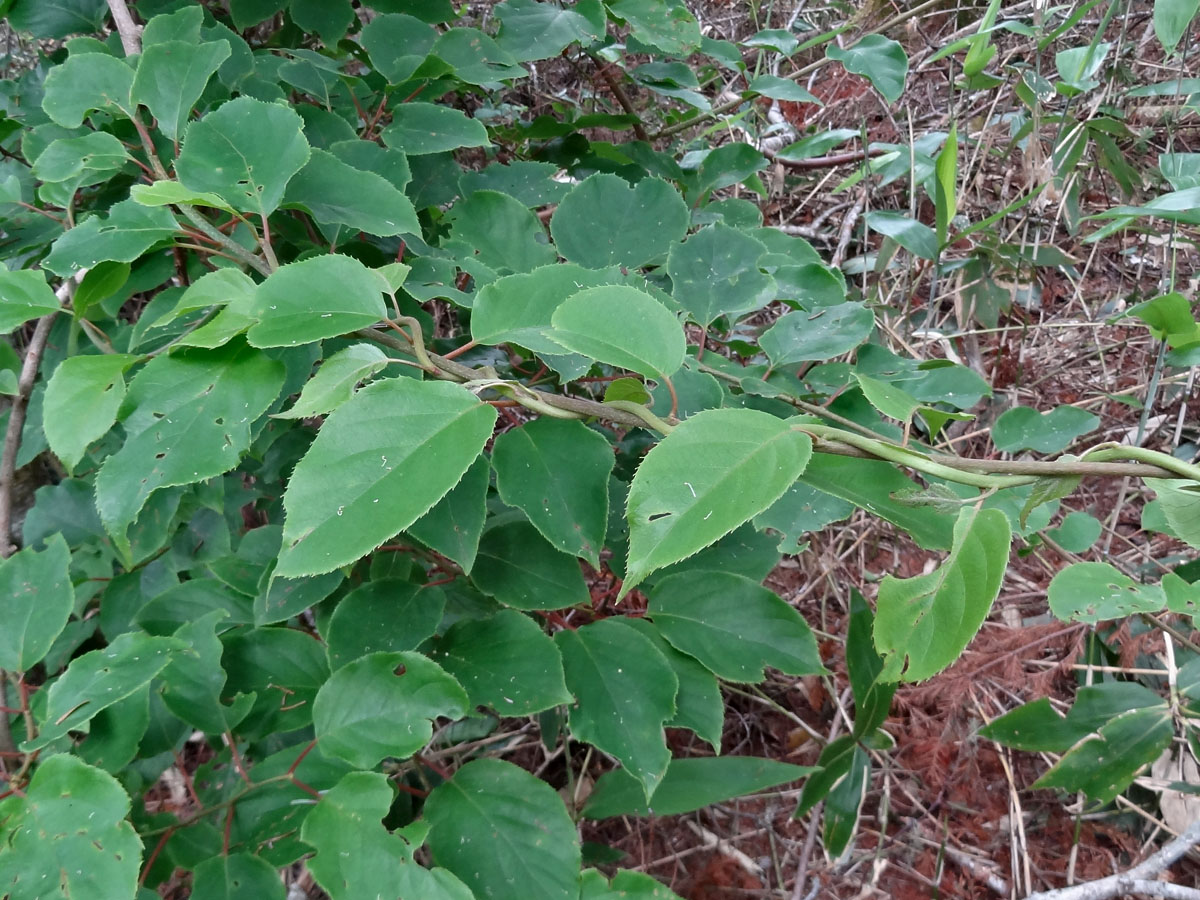 Изображение особи Actinidia arguta.