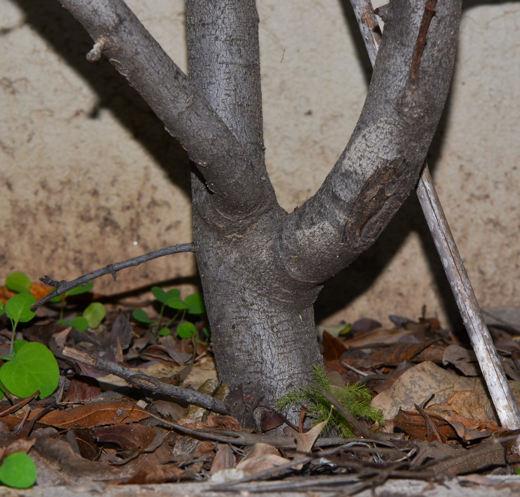 Image of Heteromeles arbutifolia specimen.