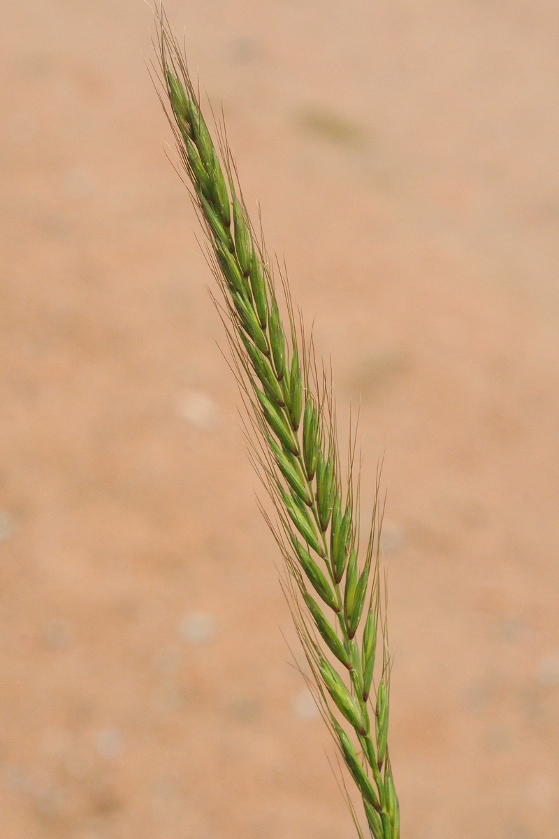 Изображение особи Elymus dahuricus.