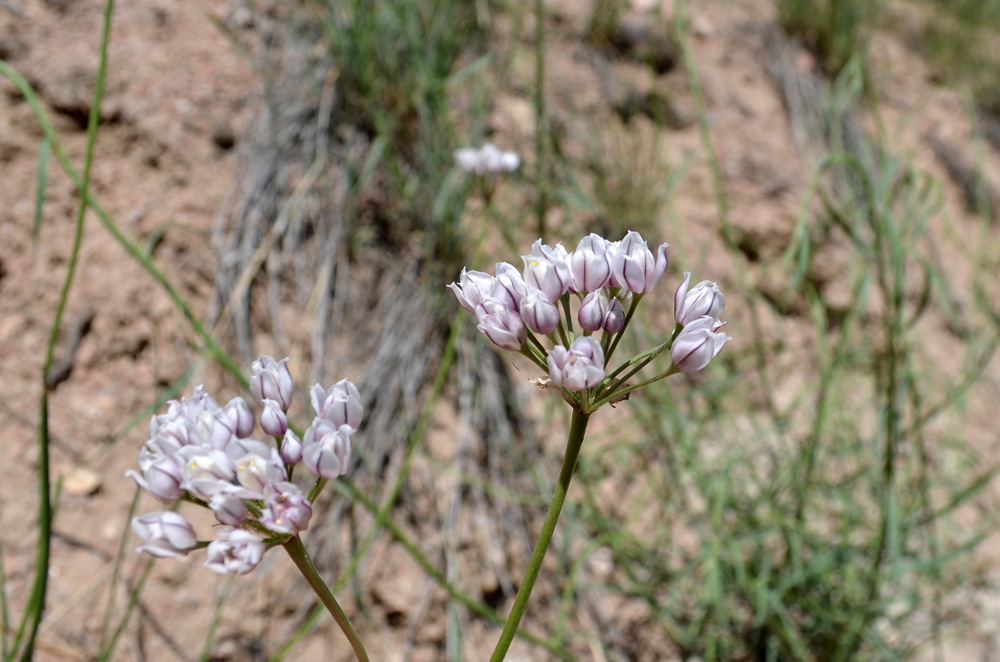 Image of Allium oreoprasum specimen.