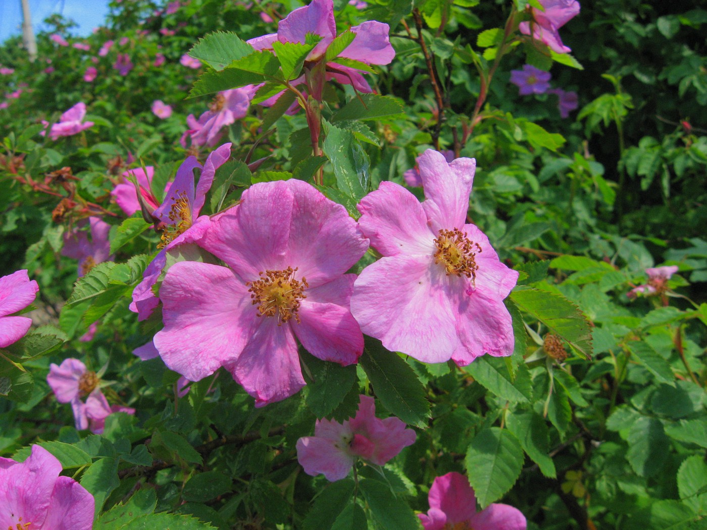 Image of Rosa cinnamomea specimen.