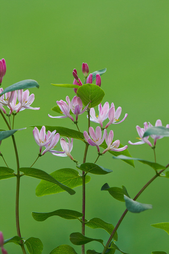 Image of Lonicera tatarica specimen.