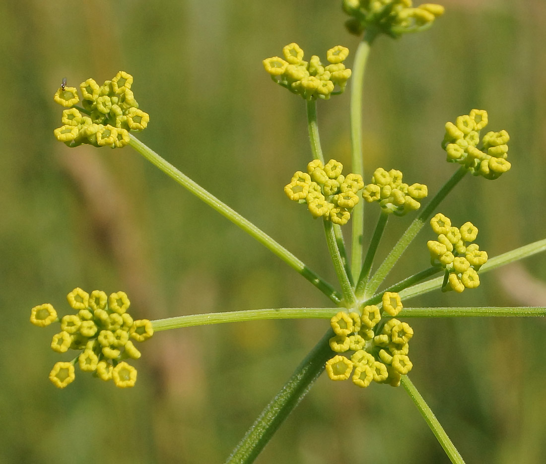 Изображение особи Pastinaca sylvestris.