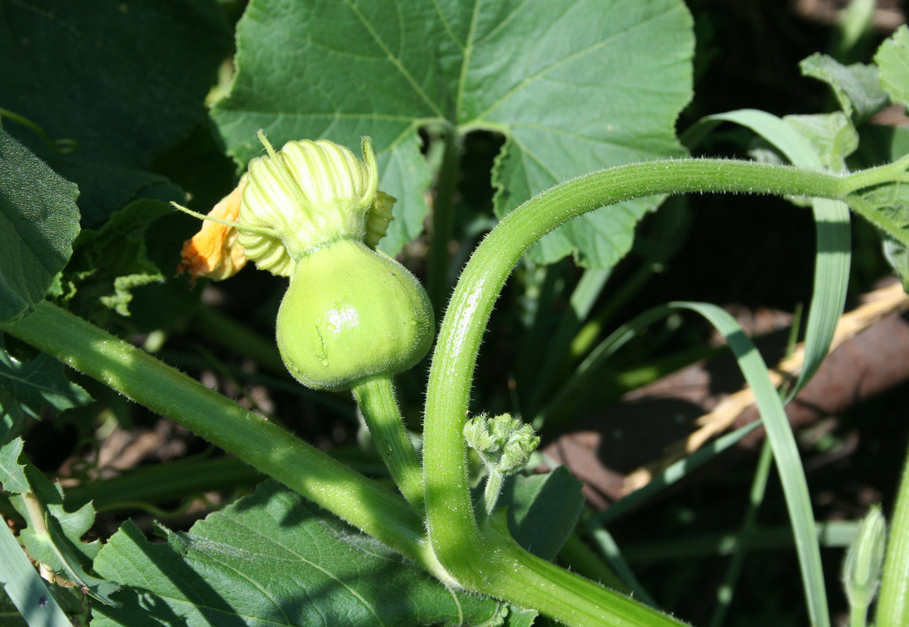 Image of Cucurbita maxima specimen.