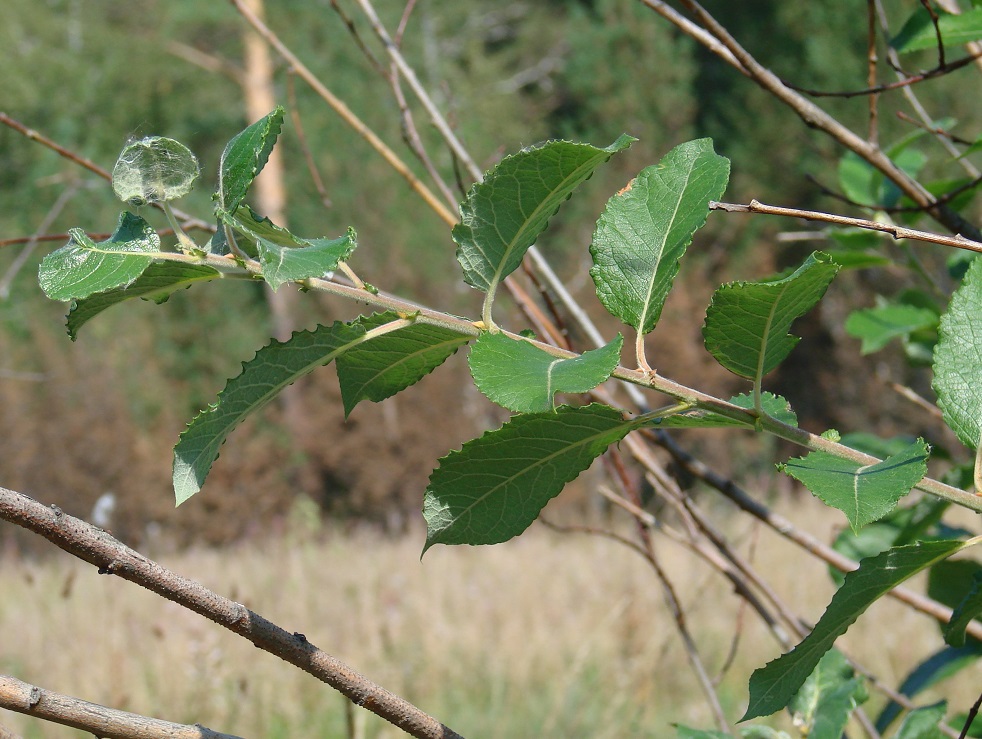 Image of Salix caprea specimen.