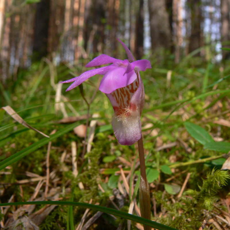 Изображение особи Calypso bulbosa.