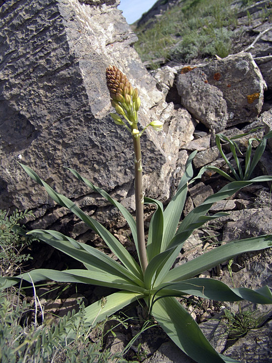 Image of Eremurus lactiflorus specimen.