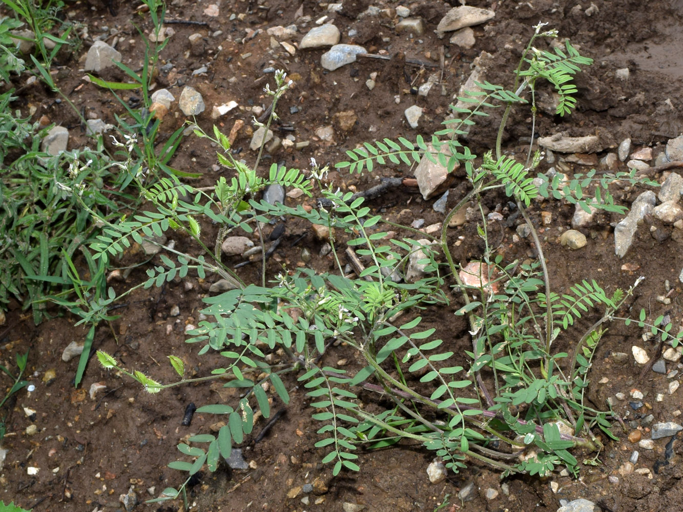 Изображение особи Astragalus schmalhausenii.