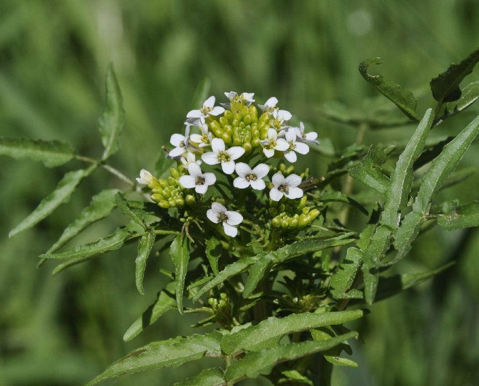 Image of Nasturtium officinale specimen.