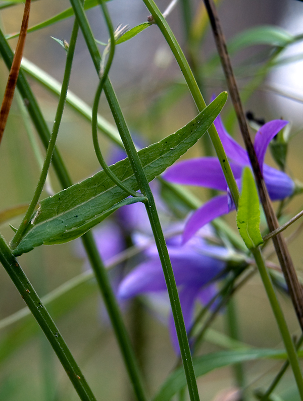 Image of Campanula patula specimen.