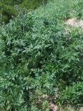 Eremodaucus lehmannii. Вегетирующие растения. Узбекистан, г. Ташкент, Актепа Юнусабадская. 04.05.2014.