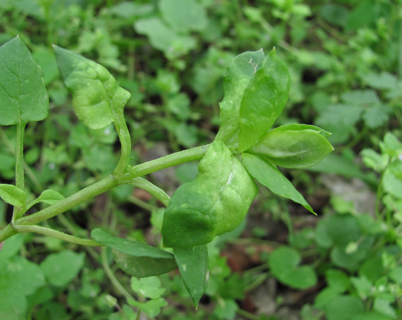 Изображение особи Stellaria neglecta.