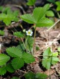 Fragaria vesca. Цветущее растение. Московская обл., окр. г. Железнодорожный, смешанный лес. 11.05.2016.