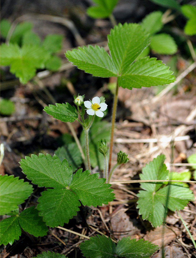 Изображение особи Fragaria vesca.