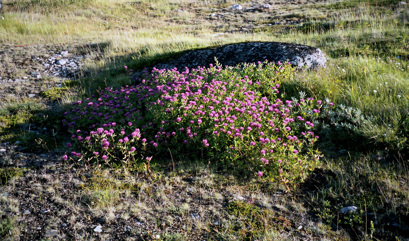 Изображение особи Trifolium medium.