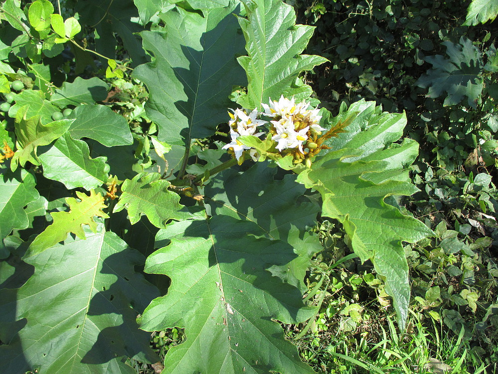 Изображение особи Solanum chrysotrichum.