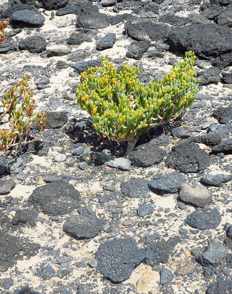 Image of Tetraena fontanesii specimen.