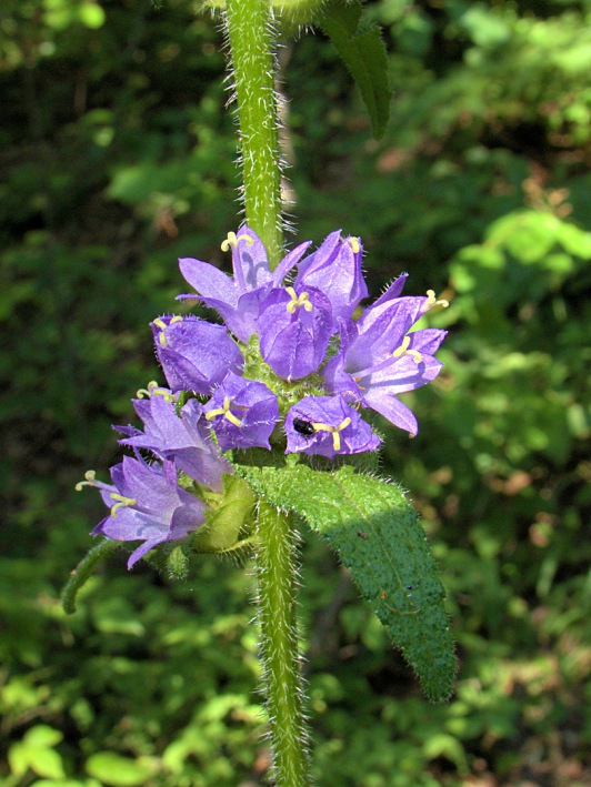 Image of Campanula cervicaria specimen.