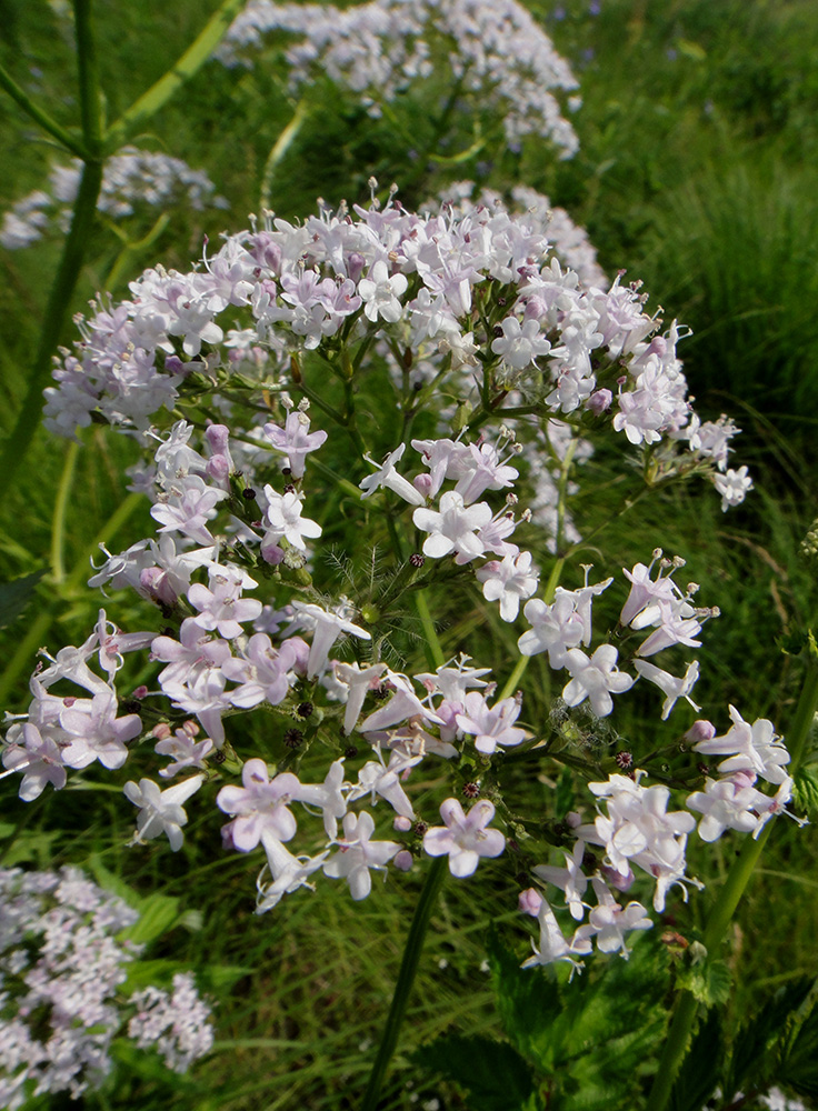 Image of genus Valeriana specimen.