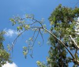 Moringa oleifera