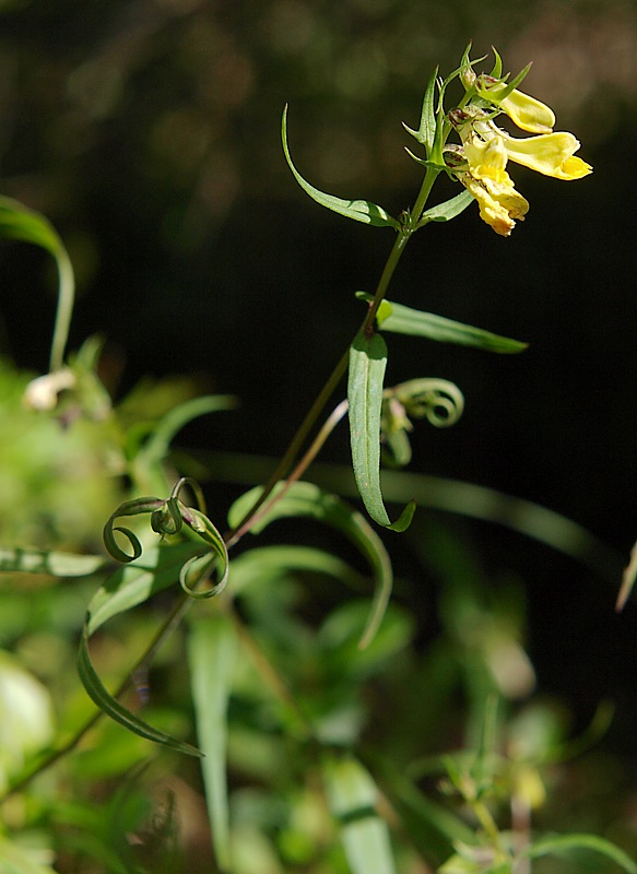 Изображение особи Melampyrum pratense ssp. hians.