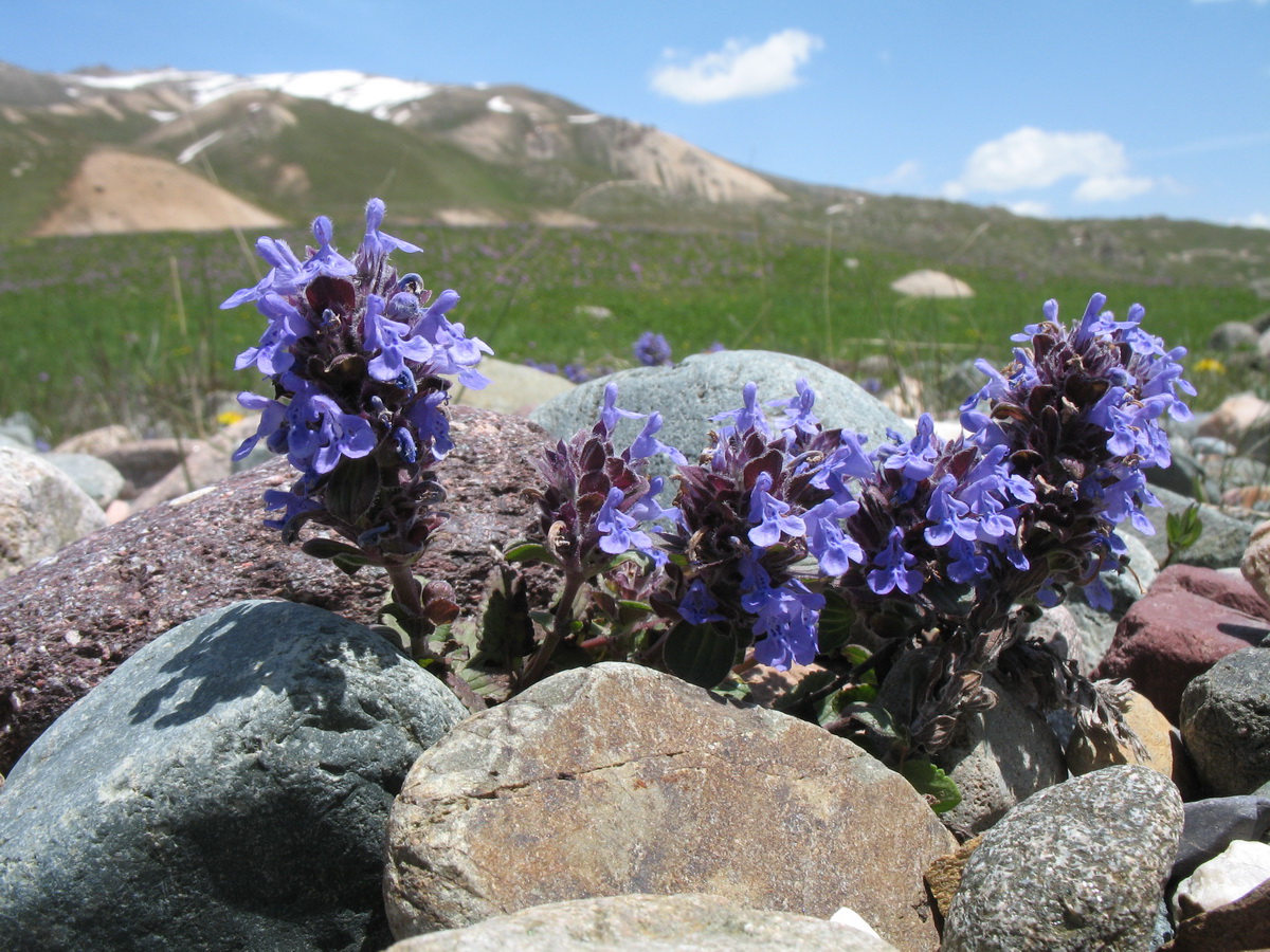 Image of Dracocephalum nutans var. alpinum specimen.