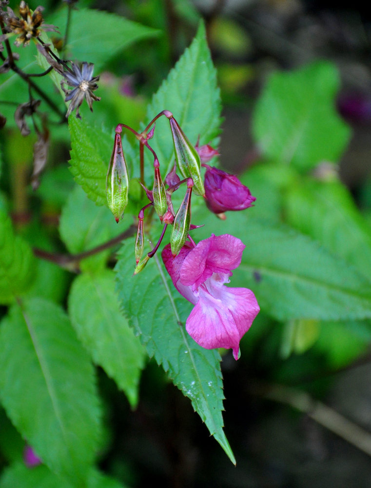 Image of Impatiens glandulifera specimen.