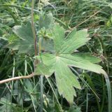 Geranium wlassovianum. Стеблевой лист. Амурская обл., Бурейский р-н, окр. с. Виноградовка, дубовый лес, небольшая влажная поляна. 25.07.2016.