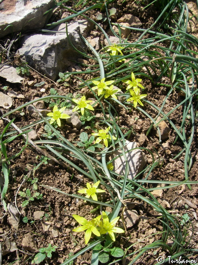 Image of Gagea transversalis specimen.