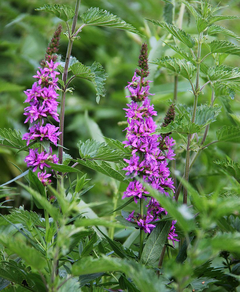 Image of Lythrum salicaria specimen.