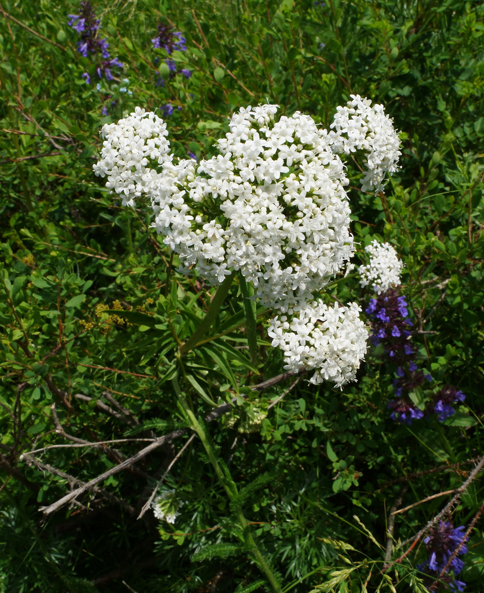 Image of Valeriana dubia specimen.