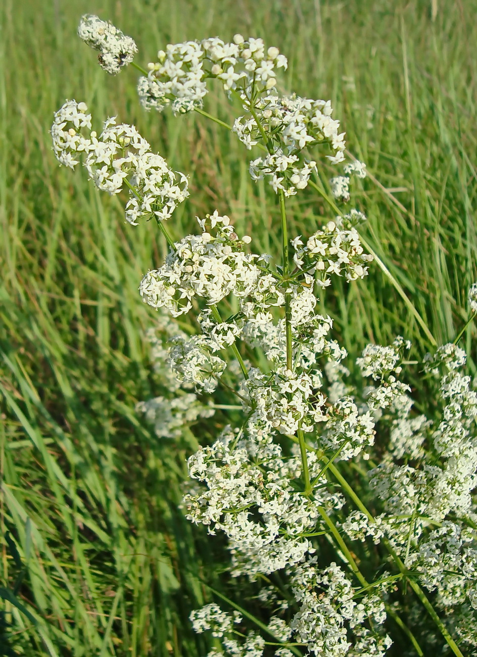 Изображение особи Galium mollugo.