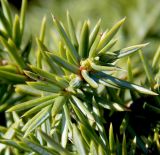 Juniperus hemisphaerica