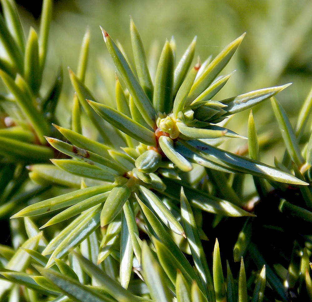 Изображение особи Juniperus hemisphaerica.