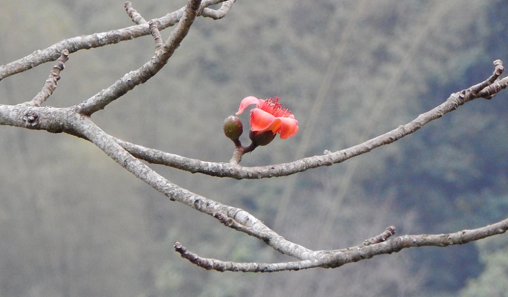 Image of Bombax ceiba specimen.