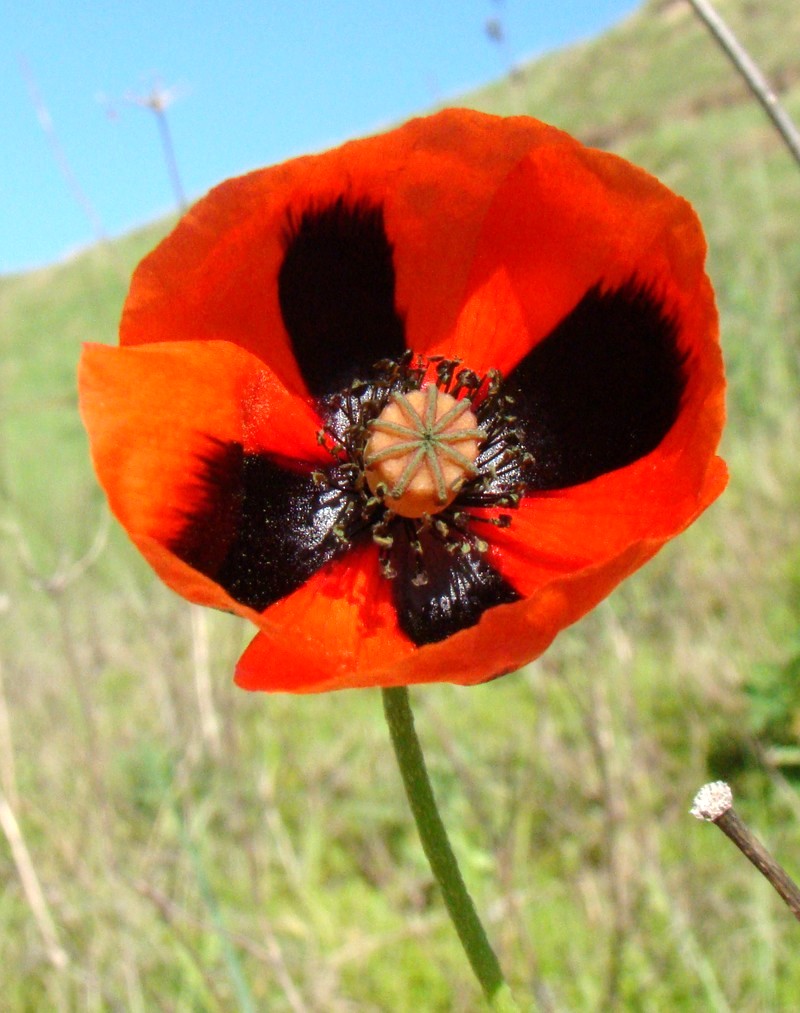 Image of Papaver stevenianum specimen.