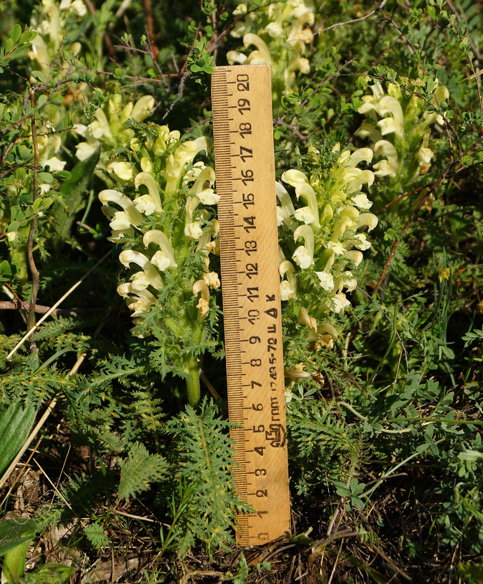 Image of Pedicularis physocalyx specimen.