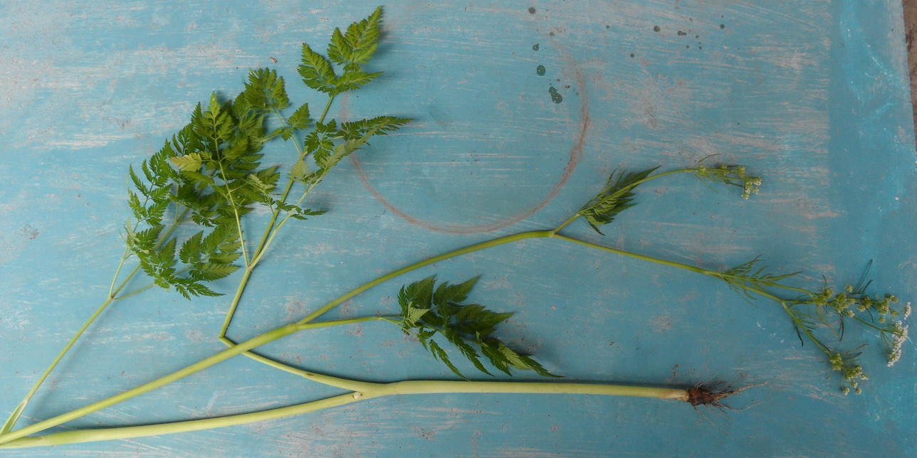 Image of genus Chaerophyllum specimen.