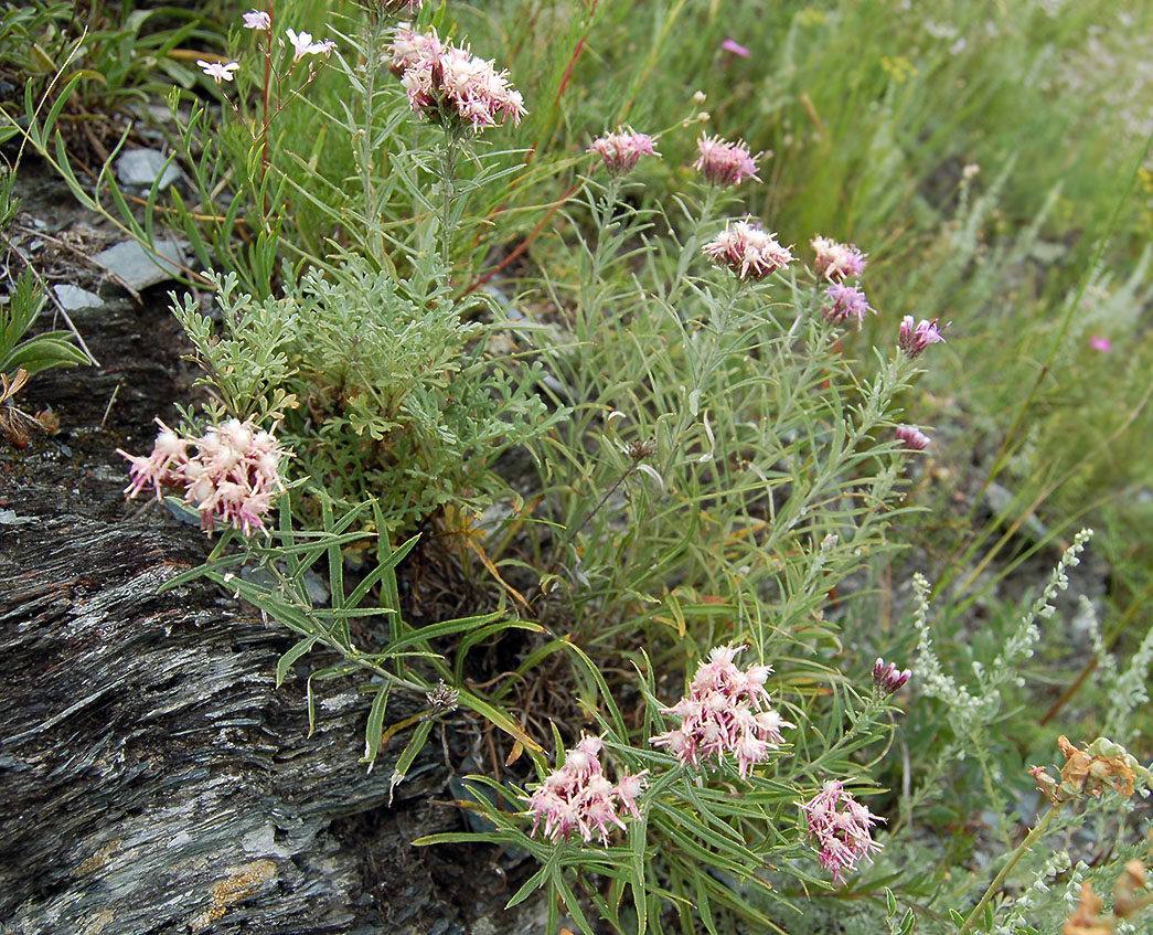 Image of Saussurea salicifolia specimen.