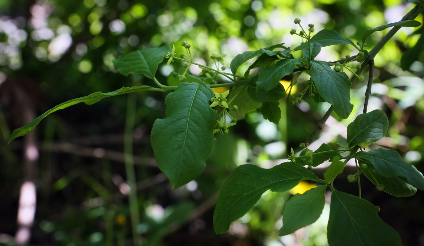 Image of Euonymus europaeus specimen.