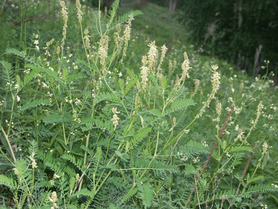 Изображение особи Astragalus falcatus.