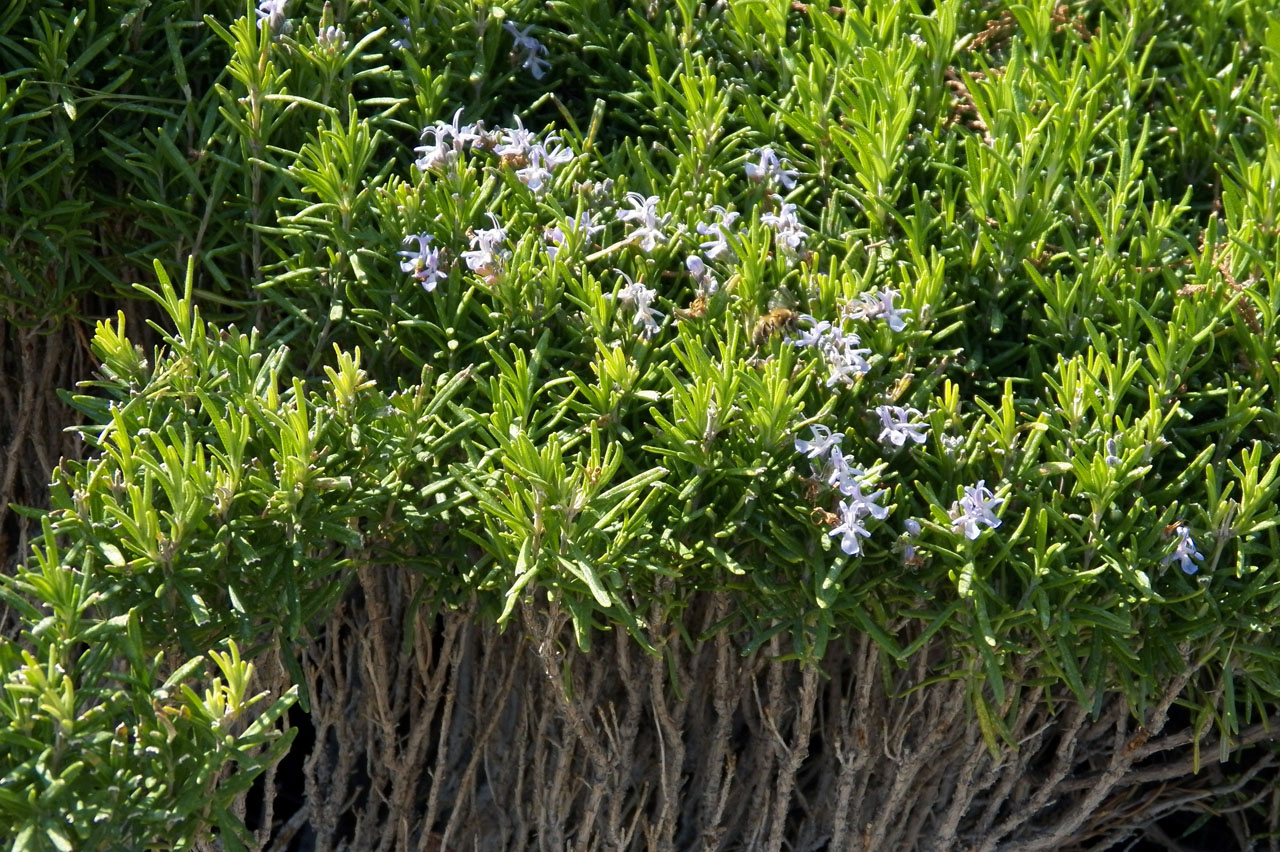 Image of Rosmarinus officinalis specimen.