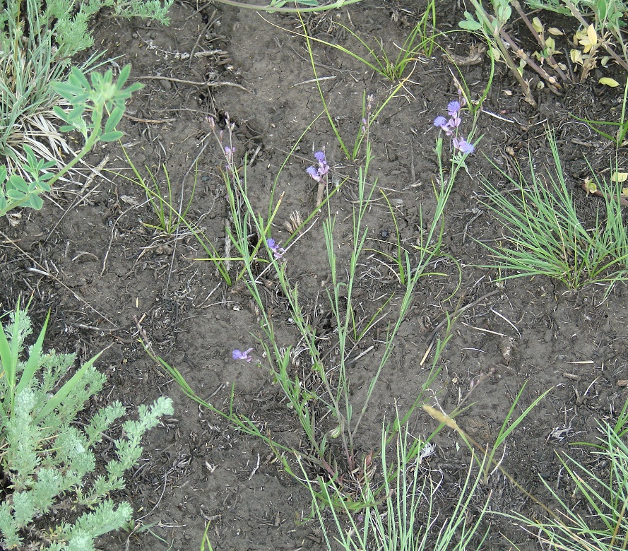 Изображение особи Polygala tenuifolia.