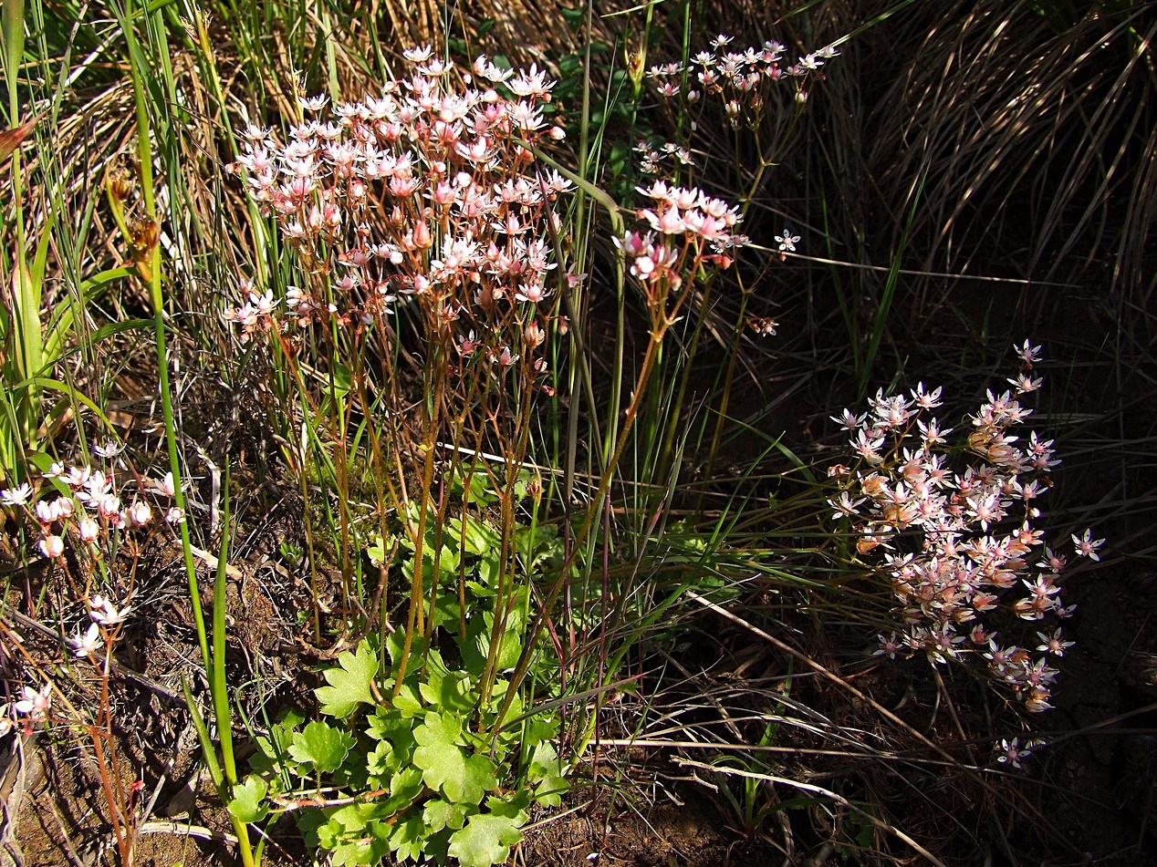 Image of Micranthes nudicaulis specimen.