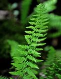 Woodsia caucasica