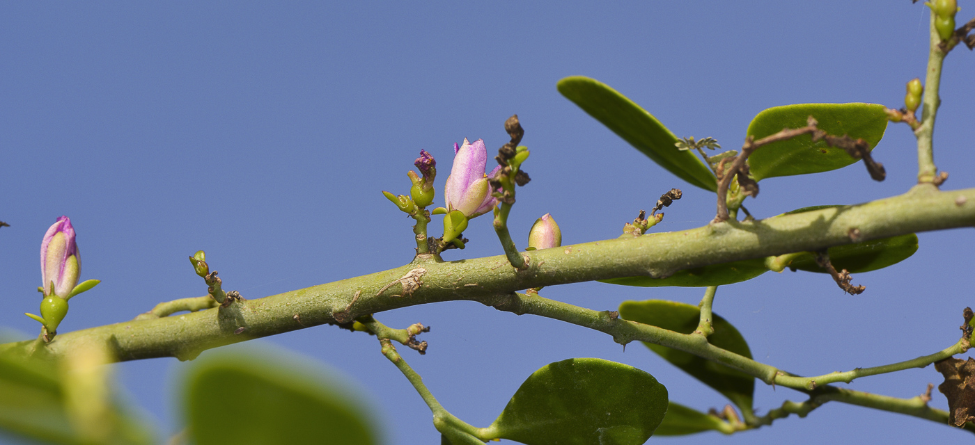 Image of genus Pereskia specimen.